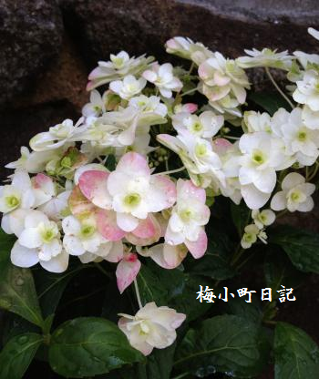 山アジサイ②色変化