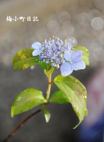 山アジサイ「<span style=