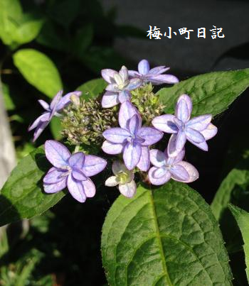 山アジサイ「九重濃色」?