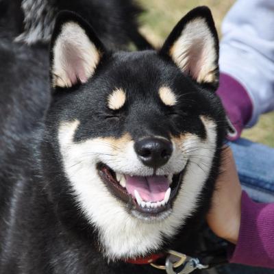 梅小町日記