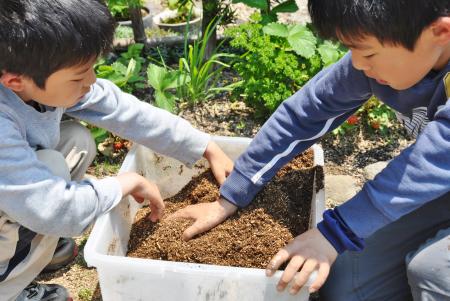 梅小町日記
