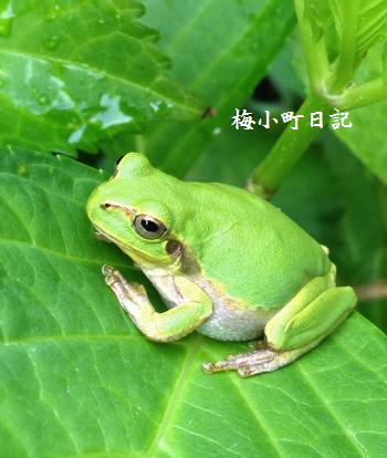Mr.グリーン