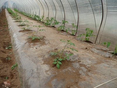 定植したミニトマト