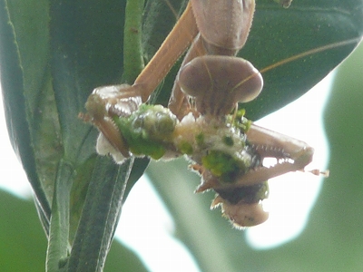 アゲハチョウの幼虫を食すカマキリ