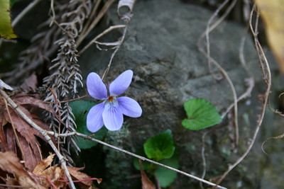 IMG_3750.jpg