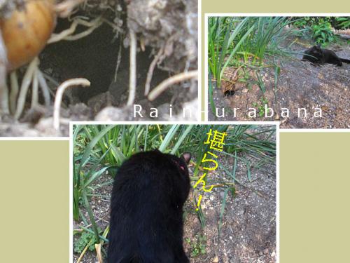 モグラの穴かな??? モグラの穴かな???