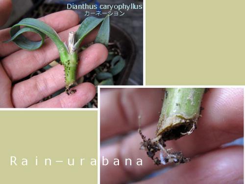 ついに発根! ついに発根!