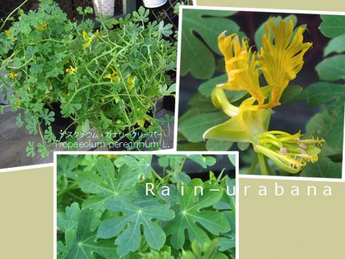 とってもお野菜っぽい (^ ^) とってもお野菜っぽい (^ ^)