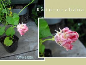 八重咲き朝顔も一緒に植えてみよぉ♪ 八重咲き朝顔も一緒に植えてみよぉ♪