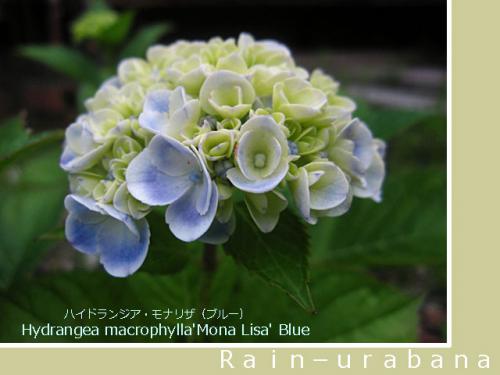モナリザも色付き始めました♪ モナリザも色付き始めました♪