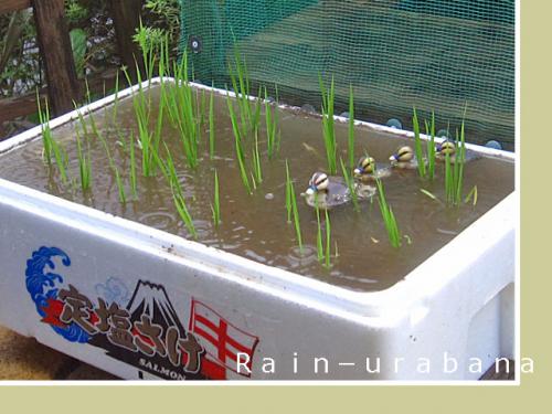 気分はカルガモ農法 (⌒ ⌒) 気分はカルガモ農法 (⌒ ⌒)