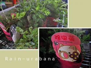 花が付いていないと買えないらしい...(~~lll 花が付いていないと買えないらしい...(~~lll