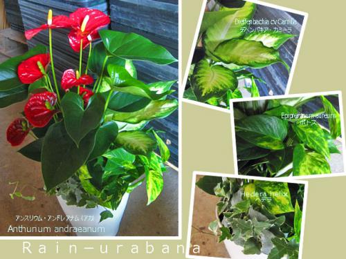 オーダー!お祝い用の賑々しい寄せ植え! オーダー!お祝い用の賑々しい寄せ植え!