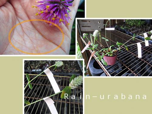 センニチコウの花粉♪ センニチコウの花粉♪