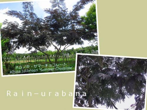 イイもん植わってます (⌒ ⌒) イイもん植わってます (⌒ ⌒)