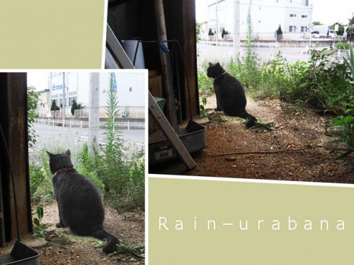 クロニャンの日課♪見張り番♪ クロニャンの日課♪見張り番♪