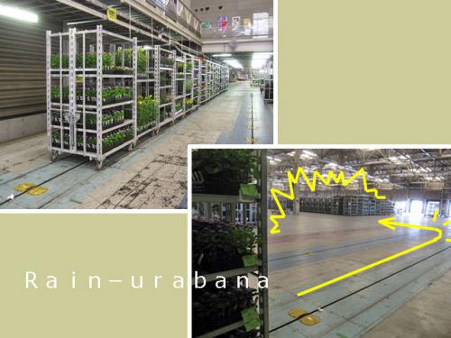 植物...おれせんの (ー ーlll 植物...おれせんの (ー ーlll