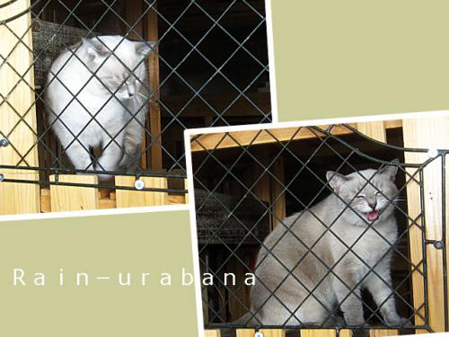 猛烈に撫でて欲しいモード プッ! 猛烈に撫でて欲しいモード プッ!