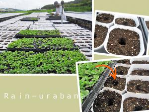 定植作業大忙しです! 定植作業大忙しです!