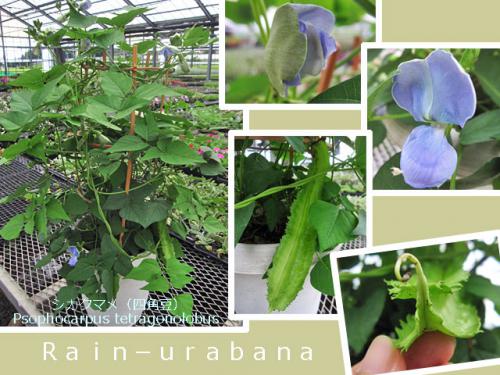 イイ花色よねぇぇぇ~ (^ ^) イイ花色よねぇぇぇ~ (^ ^)