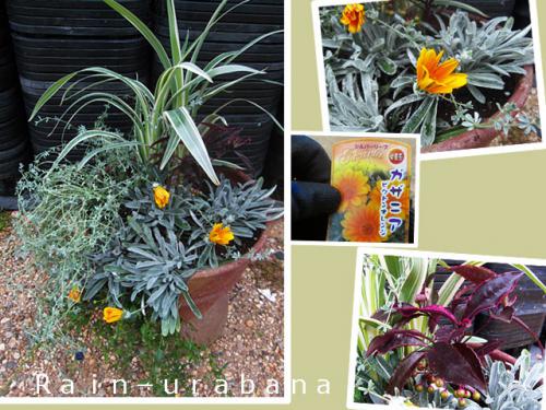 寄せ植えも1つ♪ 寄せ植えも1つ♪