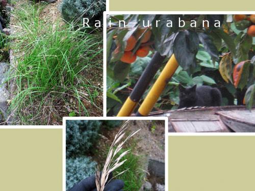 この草がエェ~のかぁ!? この草がエェ~のかぁ!?