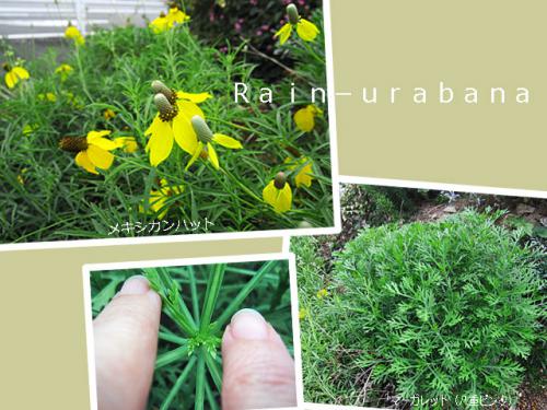 花芽は...無いみたい 花芽は...無いみたい