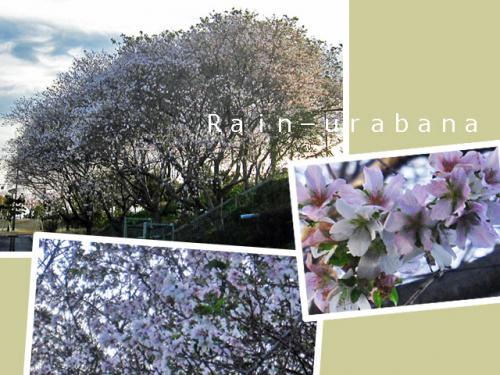 ヒガン桜の何だろ? ヒガン桜の何だろ?