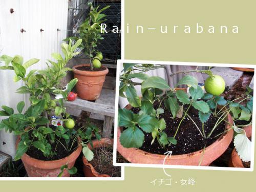レモン植えました♪ レモン植えました♪