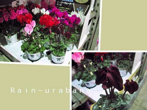 何はさて置き、この花色だけが欲しいぞ! 何はさて置き、この花色だけが欲しいぞ!