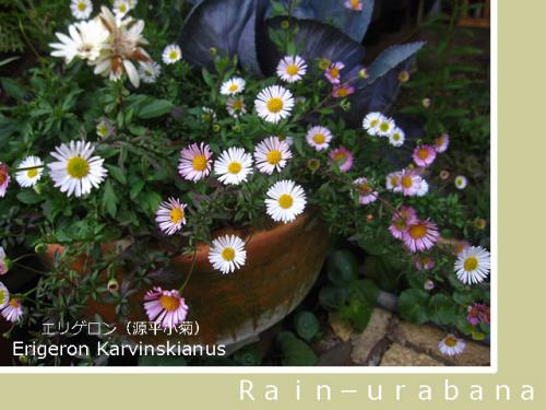 花盛り♪ 花盛り♪