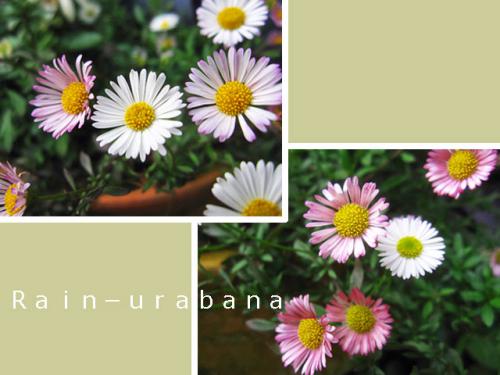花色が楽しい品種です♪ 花色が楽しい品種です♪