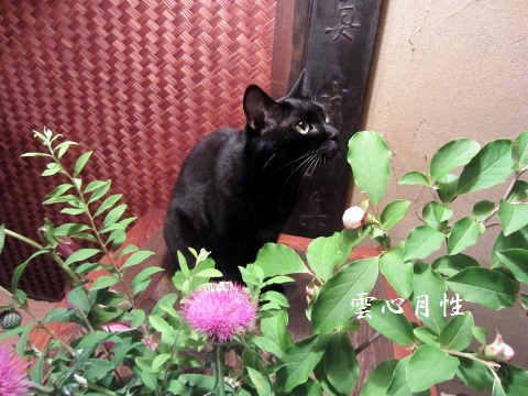 1306-2 (480x360)