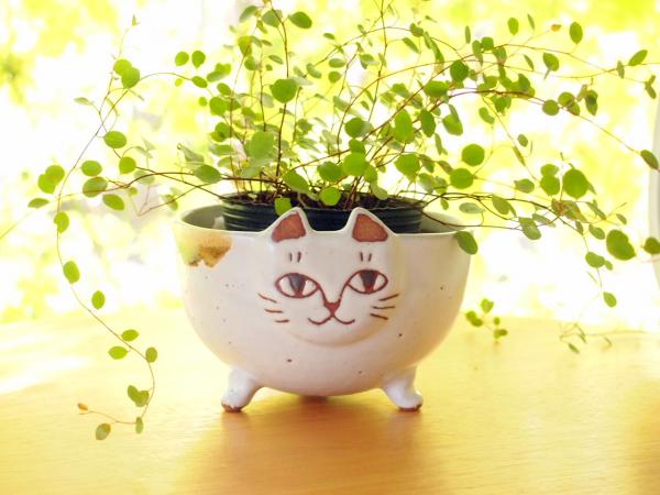 ネコ植木鉢