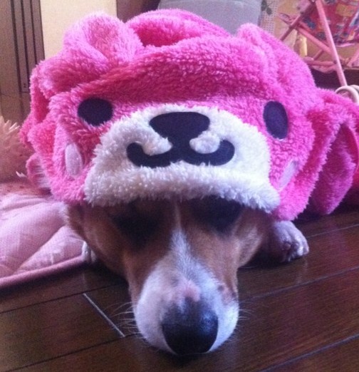 IMG_3730_20121122010106.jpg