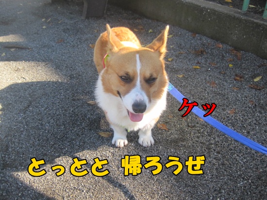 IMG_6941_20121129160156.jpg