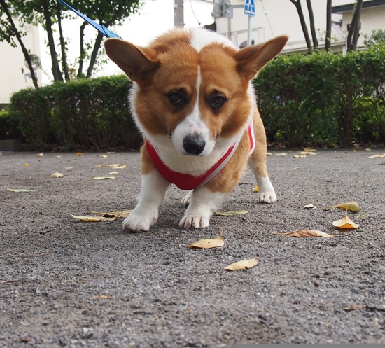PA045384.jpg