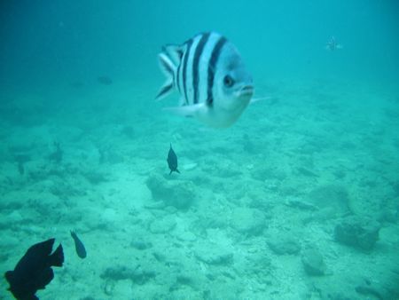沖縄那覇市港オススメダイビング穴場スポット