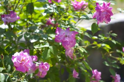 120512Elmar90KikkoPark_1.jpg