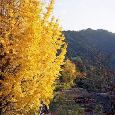 20121119_宮島_Autocord_Portra160VC_14