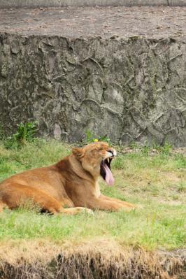 2012_05_20_AsaZooPantheraLeo00003.jpg