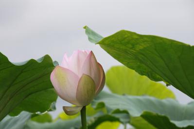 2012_08_14_Iwakuni_Lotus00007_20120821181553.jpg