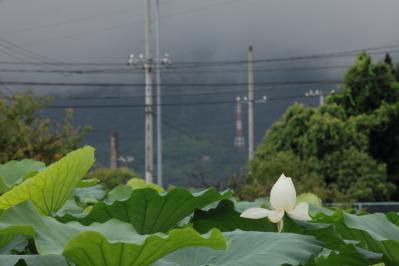 2012_08_14_Iwakuni_Lotus00014.jpg