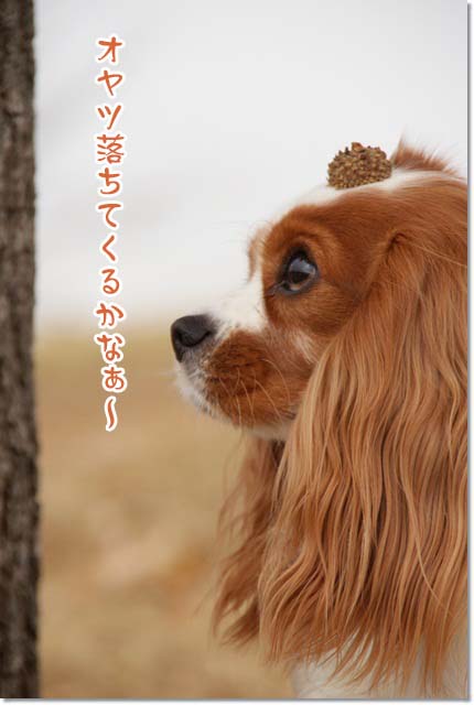 20121121_094.jpg