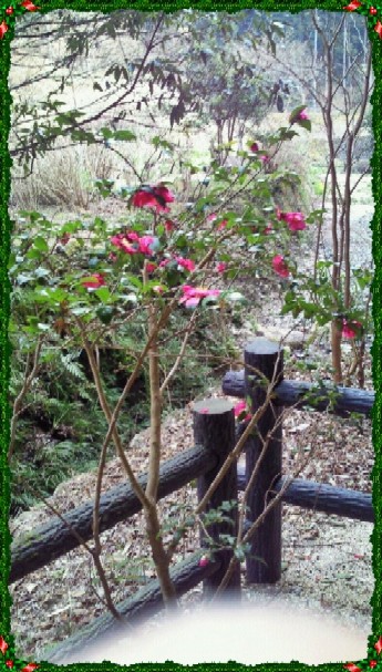 お花①