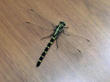 20120720-01.jpg