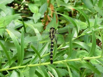 20120720-02.jpg