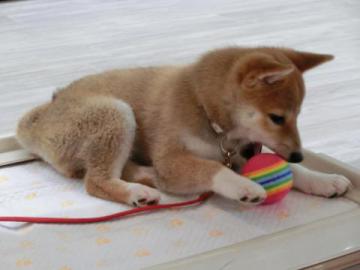 20120919-04.jpg