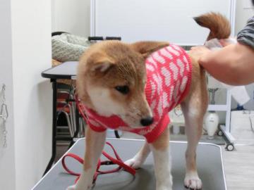 20121107-07.jpg