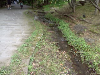 kuzugaya1.jpg